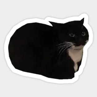 MAXWELL THE CAT Sticker